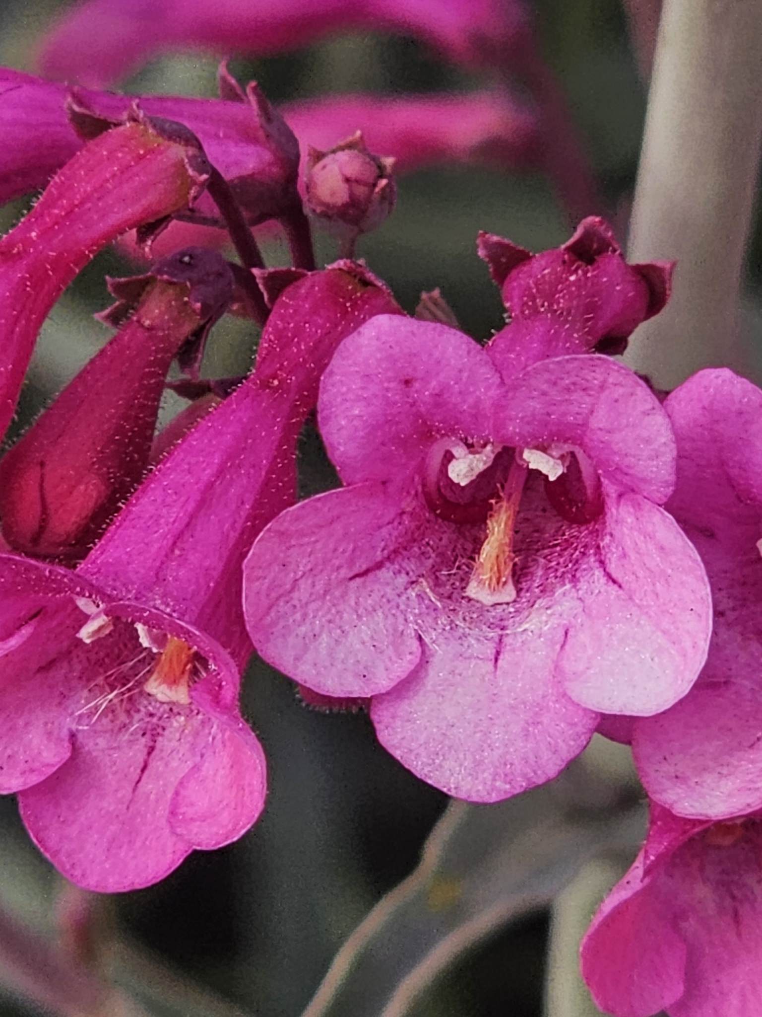 Penstemon parryi